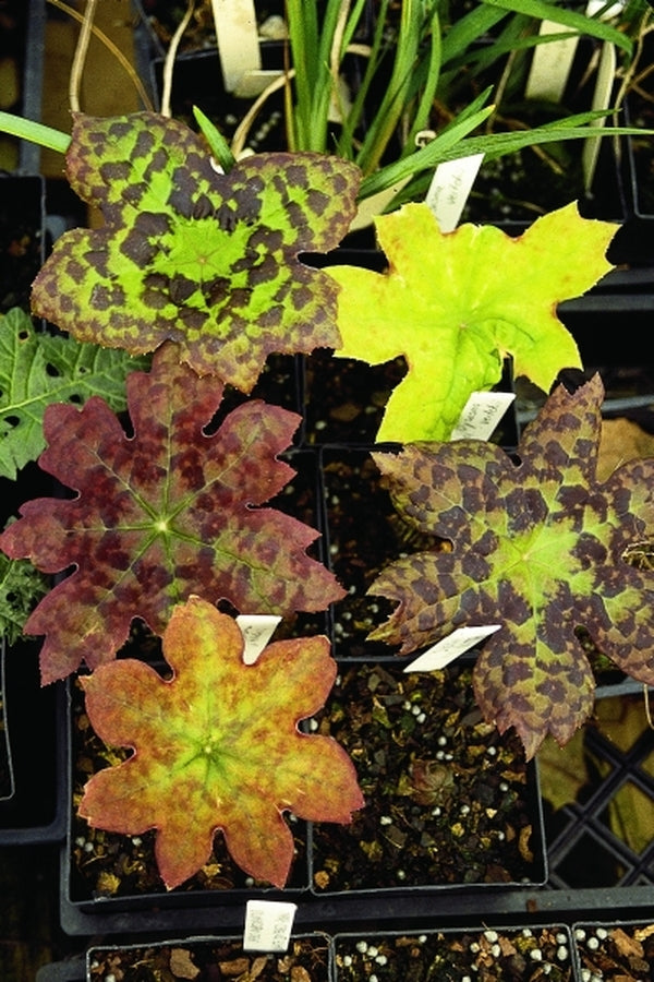 Image of Podophyllum delavayi taken at Juniper Level Botanic Gdn, NC by JLBG