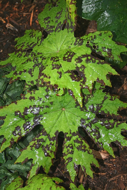 Image of Podophyllum delavayi taken at A. Galloway Gdn, NC