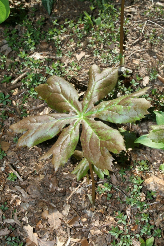 Image of Podophyllum peltatum f. deamii 'Marcel Raymond' taken at J. McClements Gdn, DE by J. McClements