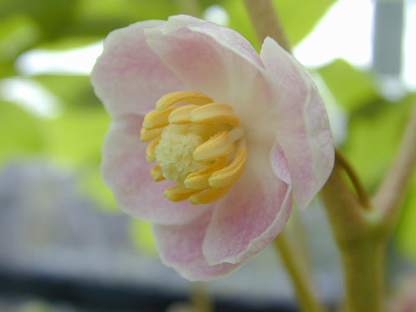 Image of Podophyllum peltatum f. deamii 'Marcel Raymond' taken at Juniper Level Botanic Gdn, NC by E. Hornig