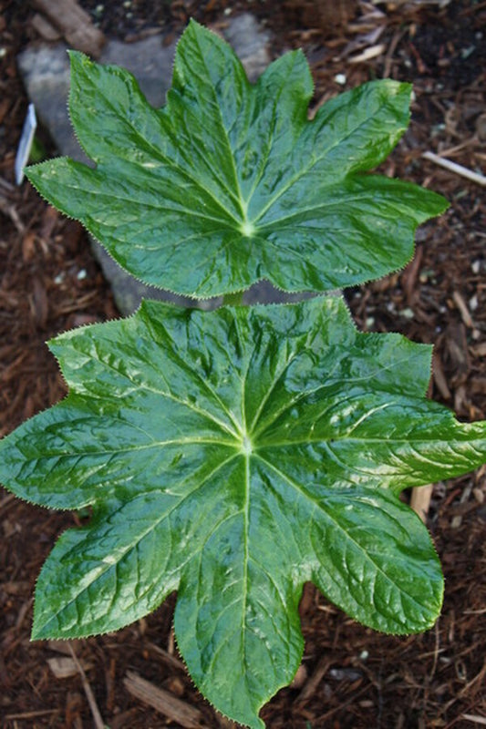 Image of Podophyllum pleianthum 'Tai Wedding' taken at Juniper Level Botanic Gdn, NC by JLBG