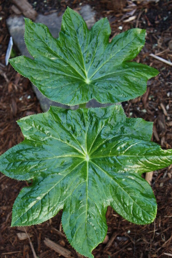 Image of Podophyllum pleianthum 'Tai Wedding' taken at Juniper Level Botanic Gdn, NC by JLBG