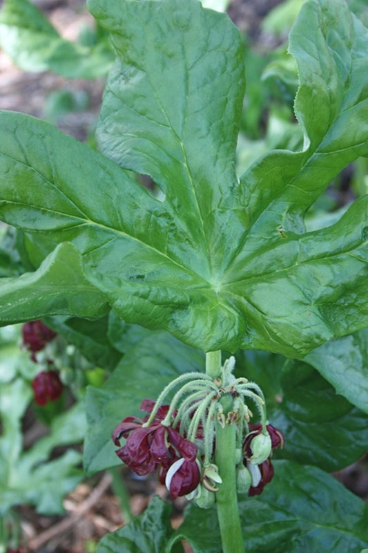 Image of Podophyllum versipelle ssp. boreale taken at Juniper Level Botanic Gdn, NC by JLBG