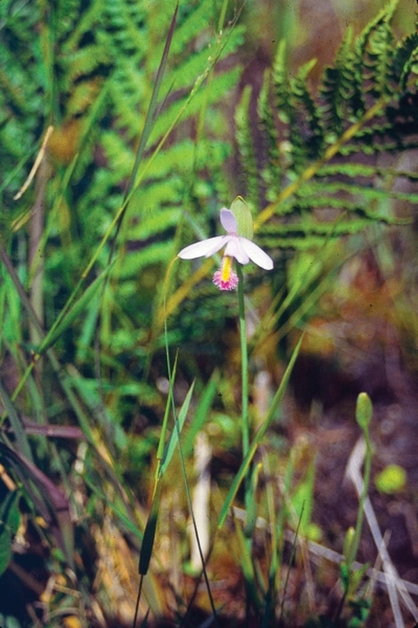 Image of Pogonia ophioglossoides taken at In Situ Richmond Co, NC