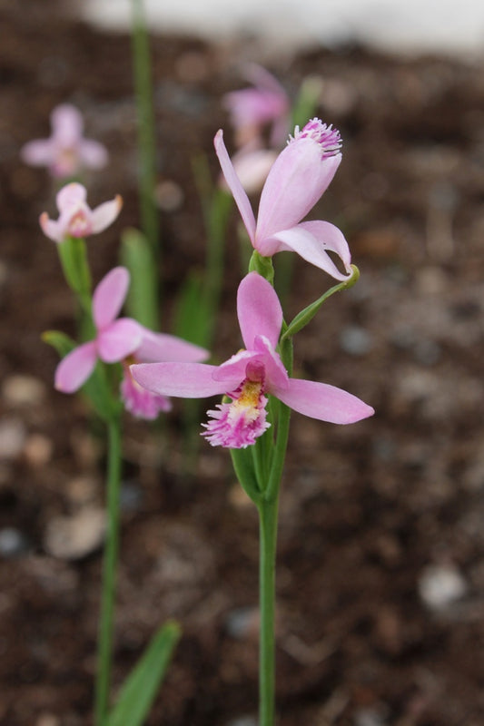 Image of Pogonia ophioglossoides taken at Juniper Level Botanic Gdn, NC