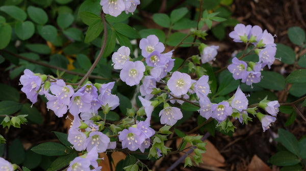 Image of Polemonium reptans 'Blount Blues' taken at Juniper Level Botanic Gdn, NC by JLBG