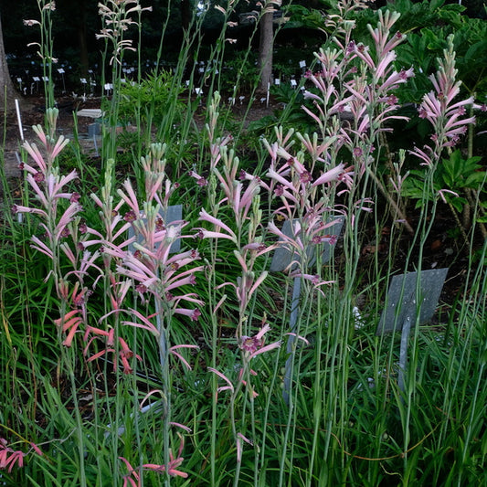 Image of Polianthes x bundrantii 'Howard's Purple' taken at Juniper Level Botanic Gdn, NC by JLBG