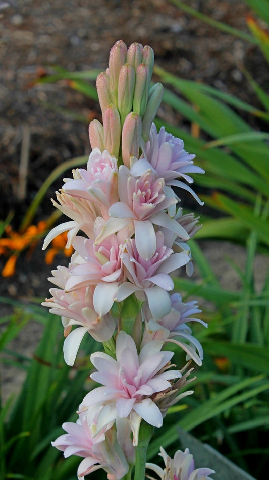 Image of Polianthes x bundrantii 'Pink Sapphire' PP 26,460 taken at Juniper Level Botanic Gdn, NC by JLBG