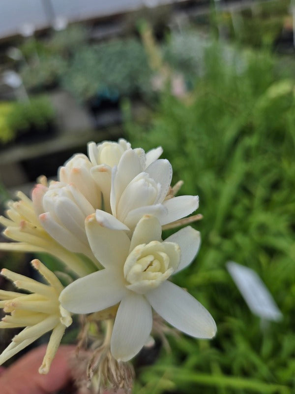 Polianthes tuberosa The Pearl