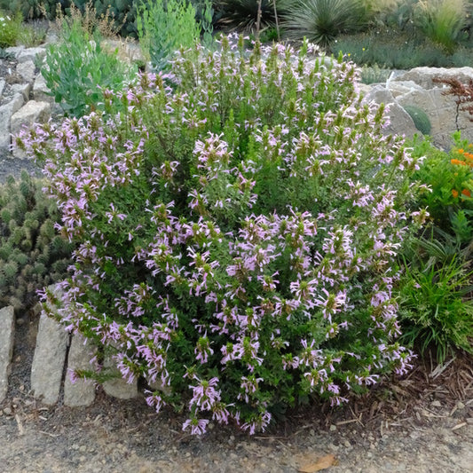 Image of Poliomintha bustamanta 'Super Cracker' taken at Juniper Level Botanic Gdn, NC by JLBG