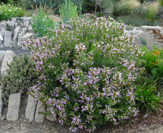 It's Edimental, dear Watson!