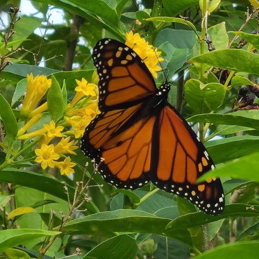 Metamorphosis Magic: Understanding Butterflies - Online Only