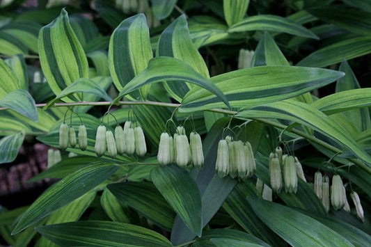 Image of Polygonatum falcatum 'Nippon Sunbeam' taken at Juniper Level Botanic Gdn, NC by JLBG