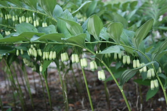 Image of Polygonatum falcatum 'Wedding Bells' taken at Juniper Level Botanic Gdn, NC by JLBG