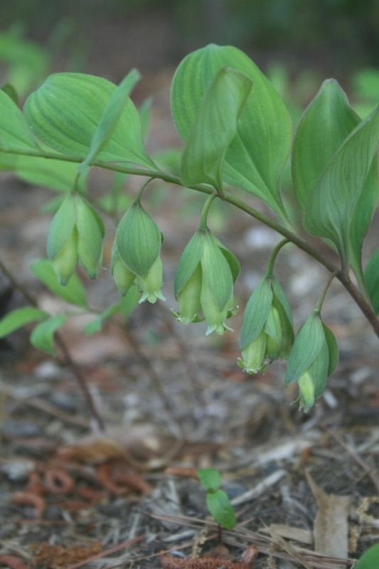 Image of Polygonatum involucratum 'Green Hankies' taken at Juniper Level Botanic Gdn, NC by JLBG