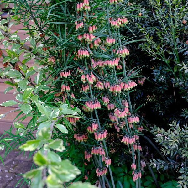 Image of Polygonatum kingianum 'Fusion' taken at Juniper Level Botanic Gdn, NC by JLBG