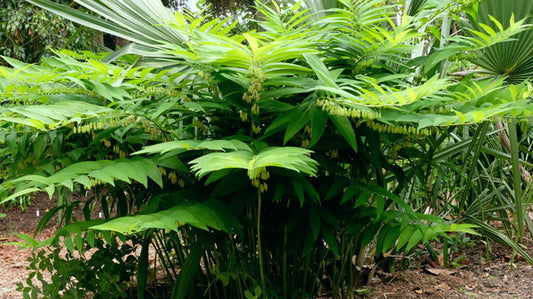 Image of Polygonatum macropodum taken at Juniper Level Botanic Gdn, NC by JLBG