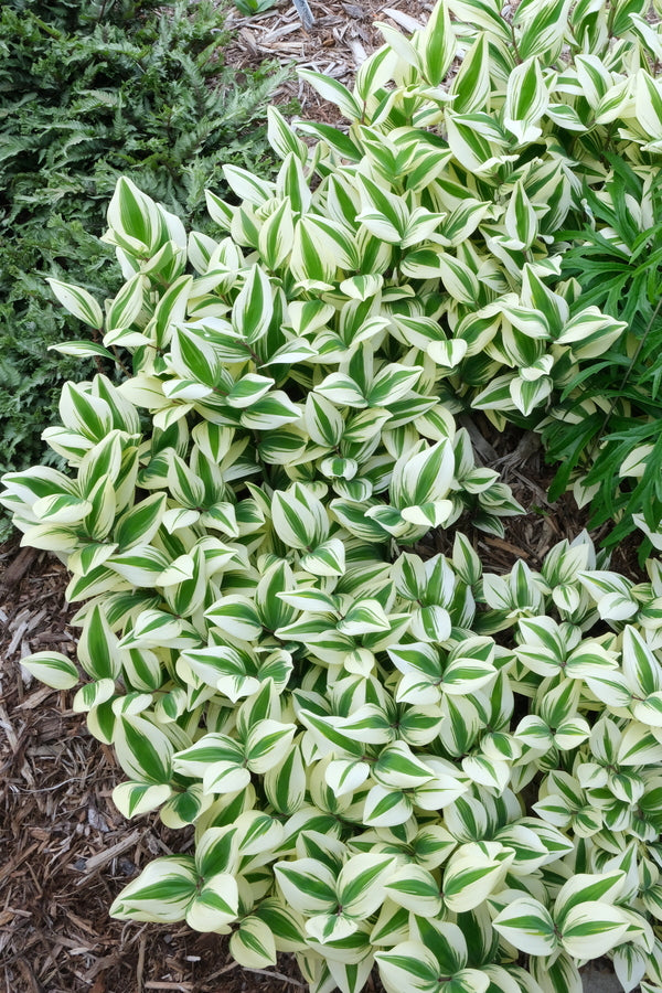 Image of Polygonatum odoratum 'Angel Wing' PP 21,543 taken at Juniper Level Botanic Gdn, NC by JLBG