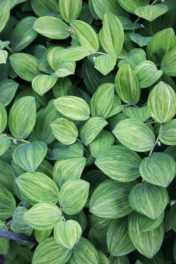 Image of Polygonatum odoratum 'Goldilocks' taken at Juniper Level Botanic Gdn, NC by JLBG
