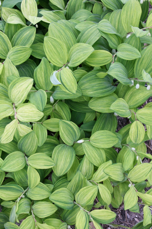 Image of Polygonatum odoratum 'Goldilocks' taken at Juniper Level Botanic Gdn, NC by JLBG