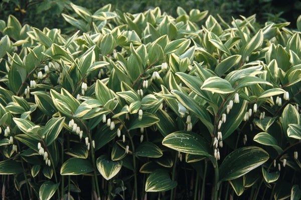 Image of Polygonatum odoratum 'Variegatum' taken at Juniper Level Botanic Gdn, NC by JLBG