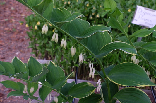 Image of Polygonatum odoratum var. maximowiczii 'Moon Tower' taken at Juniper Level Botanic Gdn, NC by JLBG