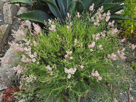 Image of Polygonella americana 'Hempstead Prairie' taken at Juniper Level Botanic Gdn, NC by JLBG