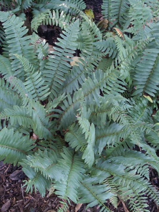 Image of Polystichum acrostichoides taken at Juniper Level Botanic Gdn, NC by JLBG