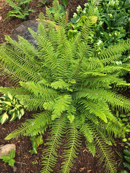 Image of Polystichum setiferum 'Proliferum Wollaston' taken at Juniper Level Botanic Gdn, NC by JLBG