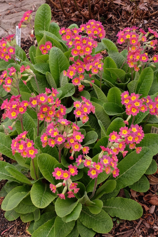 Image of Primula 'Dale Henderson' taken at Juniper Level Botanic Gdn, NC by JLBG