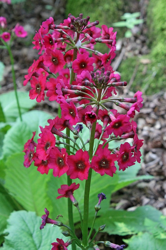 Image of Primula japonica taken at Goteborg BG, Sweden by T. Avent