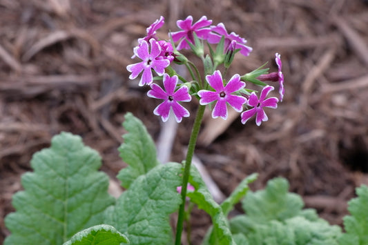 Image of Primula sieboldii 'Nankin Kozakura' taken at Juniper Level Botanic Gdn, NC by JLBG