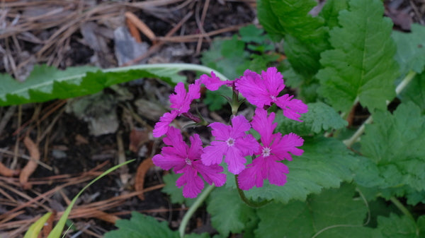 Image of Primula sieboldii 'Oasahi' taken at Juniper Level Botanic Gdn, NC by JLBG