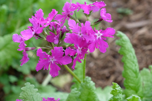 Image of Primula sieboldii 'Oasahi' taken at Juniper Level Botanic Gdn, NC by JLBG