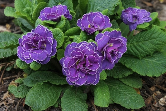 Image of Primula vulgaris 'Belarina Amethyst Ice' taken at Juniper Level Botanic Gdn, NC by JLBG