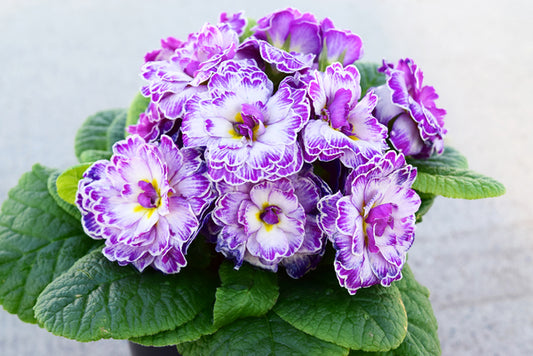 Image of Primula vulgaris 'Belarina Lively Lilac' taken at Skagit Gdns, WA by Skagit Gardens