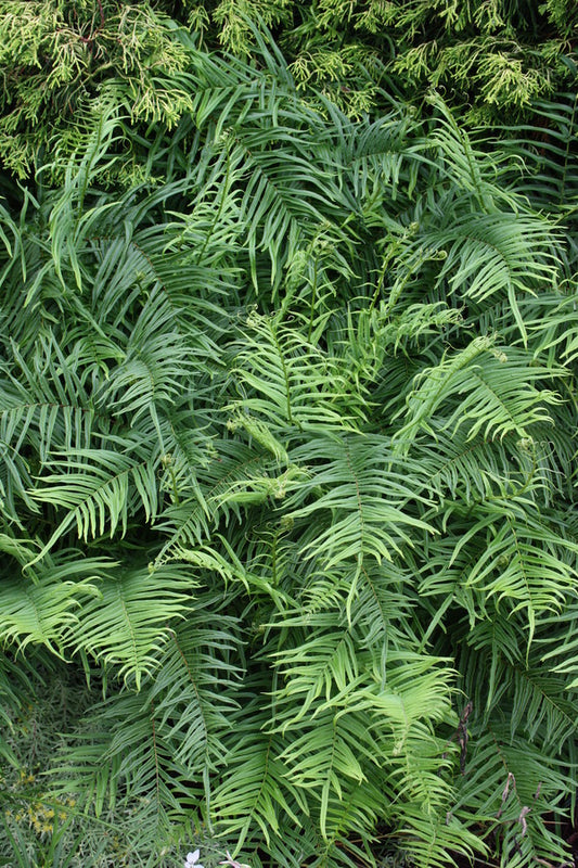 Image of Pteris vittata 'Benzilan' taken at Juniper Level Botanic Gdn, NC by JLBG