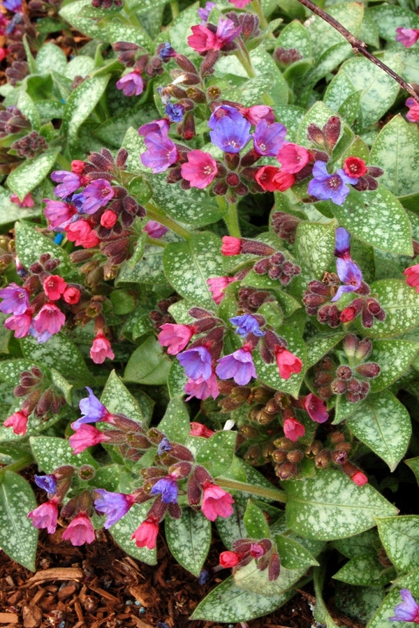 Image of Pulmonaria 'Dark Vader' taken at Terra Nova Nurseries, OR by Terra Nova Nurseries