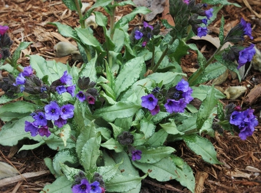 Image of Pulmonaria 'Diana Clare' taken at Juniper Level Botanic Gdn, NC by JLBG