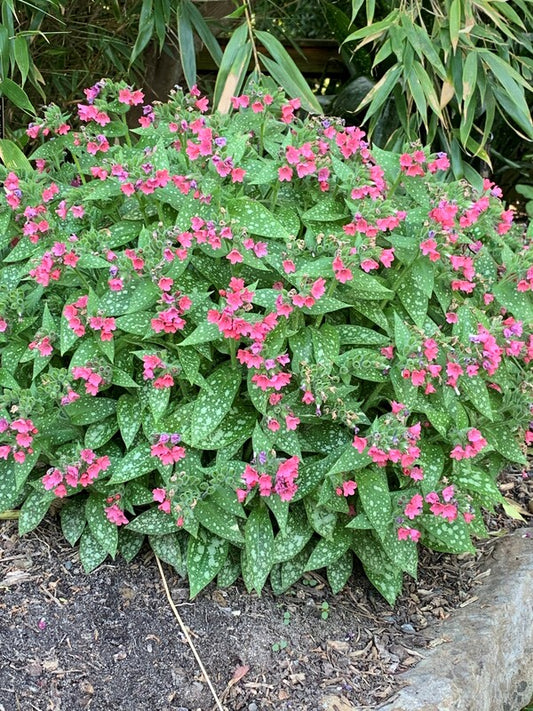 Image of Pulmonaria ‘Shrimps on the Barbie’ taken at Juniper Level Botanic Gdn, NC by C. Hardison