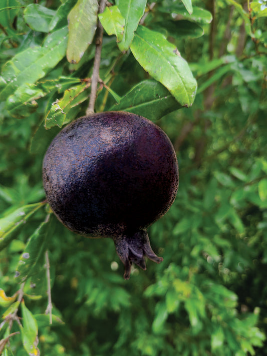 Image of Punica granatum 'Eight Ball' taken at Juniper Level Botanic Gdn, NC by JLBG