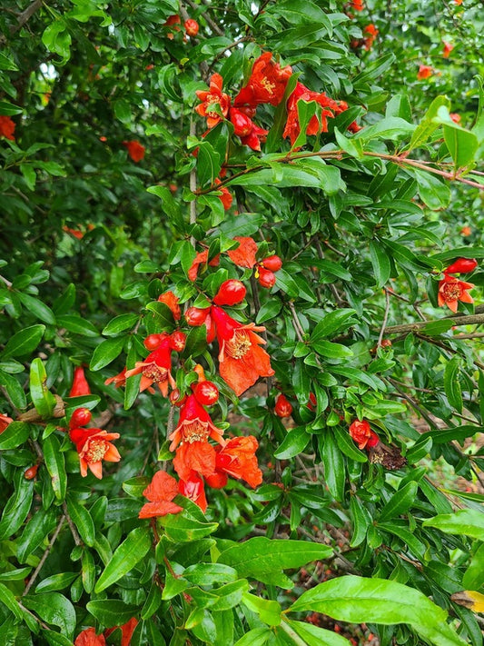 Image of Punica granatum 'Russian Giant' taken at Juniper Level Botanic Gdn, NC by JLBG