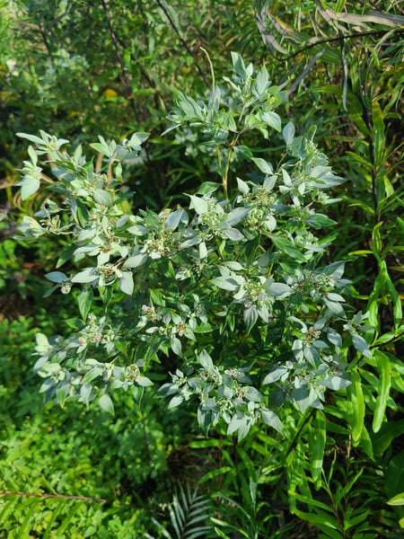 Image of Pycnanthemum albescens 'Malcolm Vidrine' taken at Juniper Level Botanic Gdn, NC by JLBG