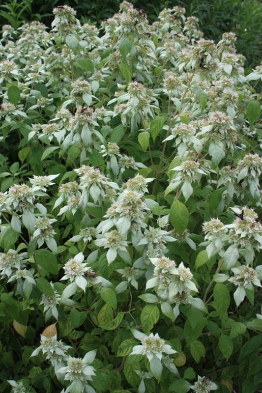 Image of Pycnanthemum loomisii Campbell Co. TN taken at Juniper Level Botanic Gdn, NC by JLBG