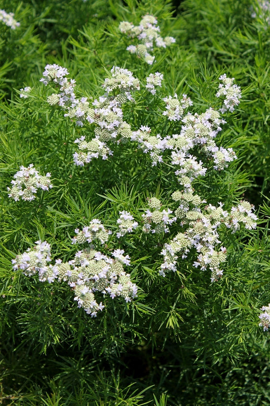 Image of Pycnanthemum tenuifolium 'Campbell Carpet' taken at Juniper Level Botanic Gdn, NC by JLBG