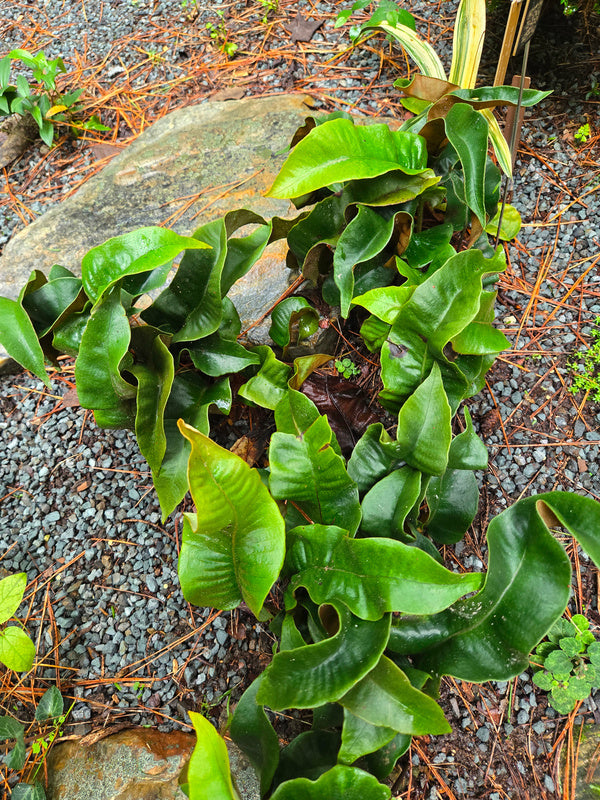 Image of Pyrrosia 'Eboshi' taken at Juniper Level Botanic Gdn, NC by JLBG