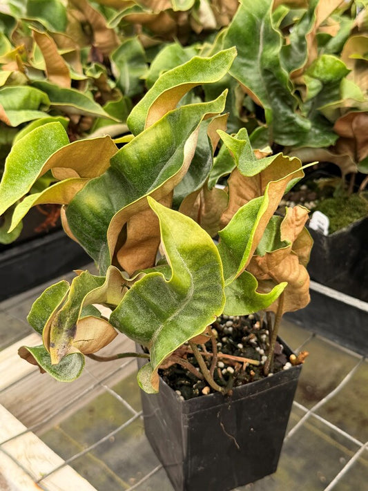 Image of Pyrrosia 'Eboshi' taken at Juniper Level Botanic Gdn, NC by C. Hardison