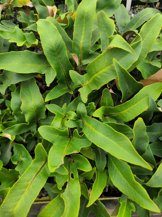 Image of Pyrrosia hastata 'Storm Watch' taken at Juniper Level Botanic Gdn, NC by JLBG