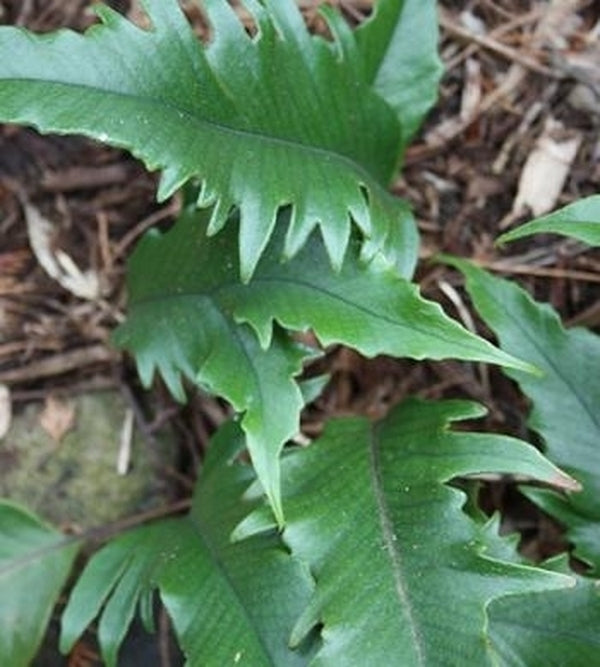 Image of Pyrrosia lingua 'Hiryu' taken at Juniper Level Botanic Gdn, NC by JLBG