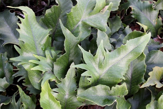 Image of Pyrrosia lingua 'Kei Kan' taken at Juniper Level Botanic Gdn, NC by JLBG